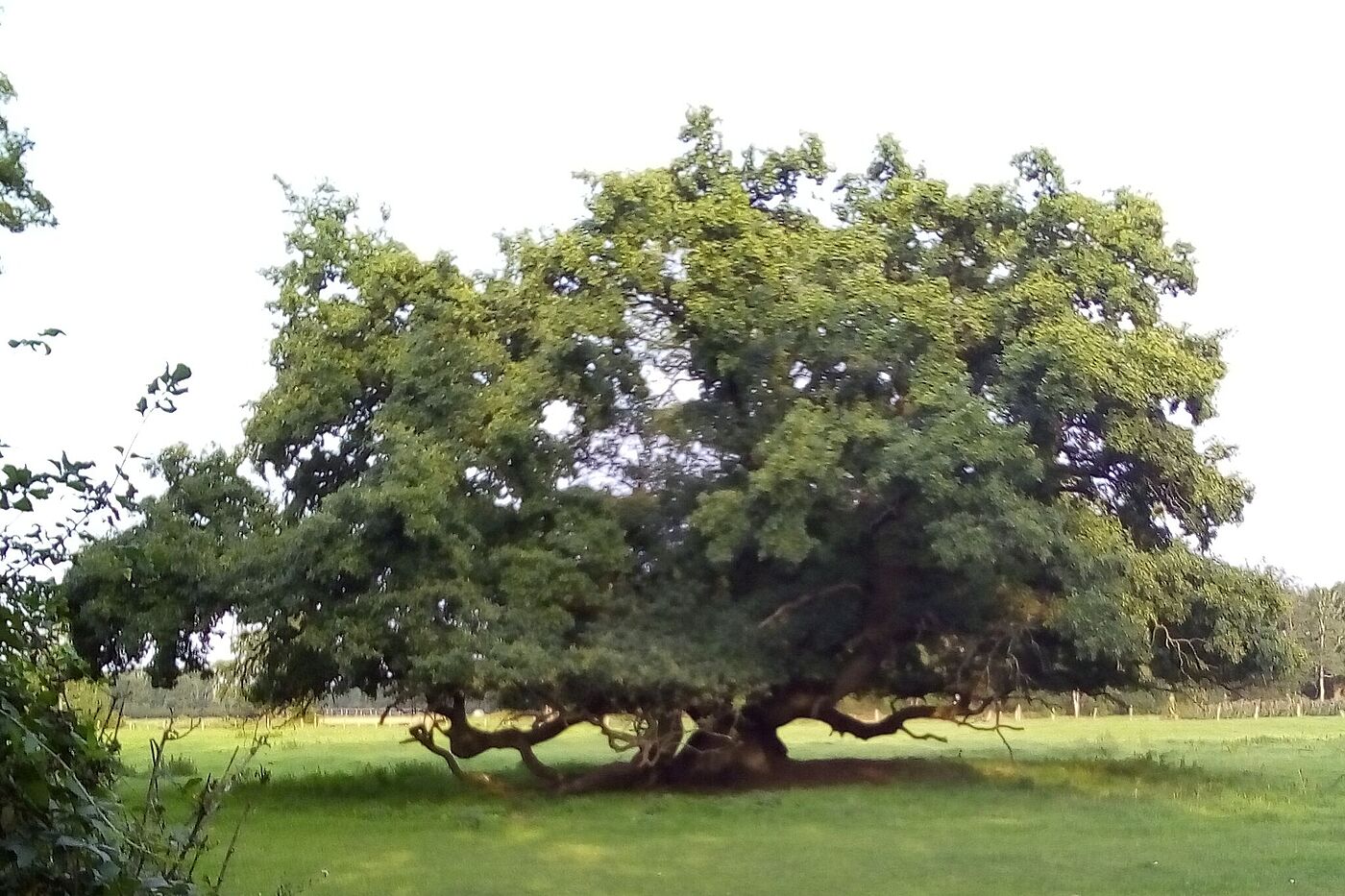 Naturdenkmal