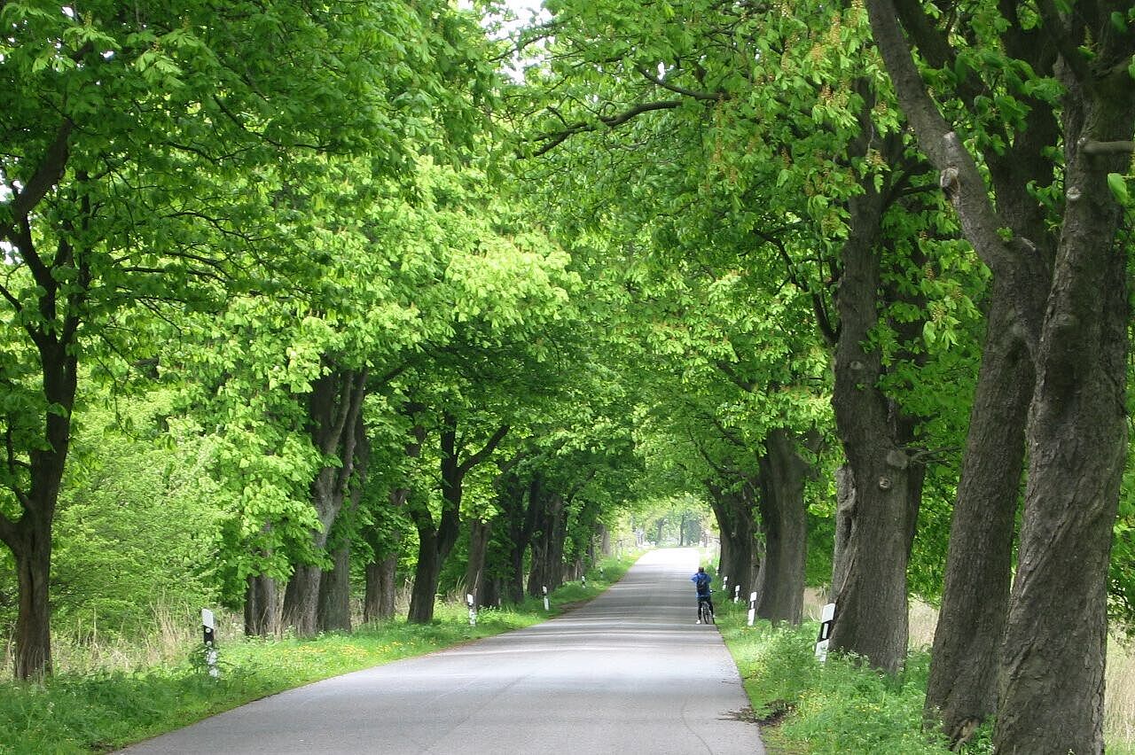 Allee in Mecklenburg