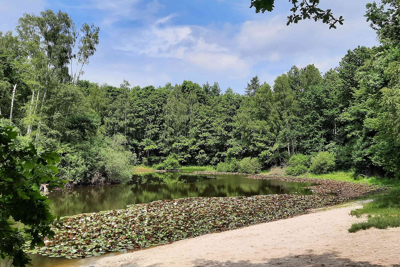 Seerosenteich vor einem Jahr