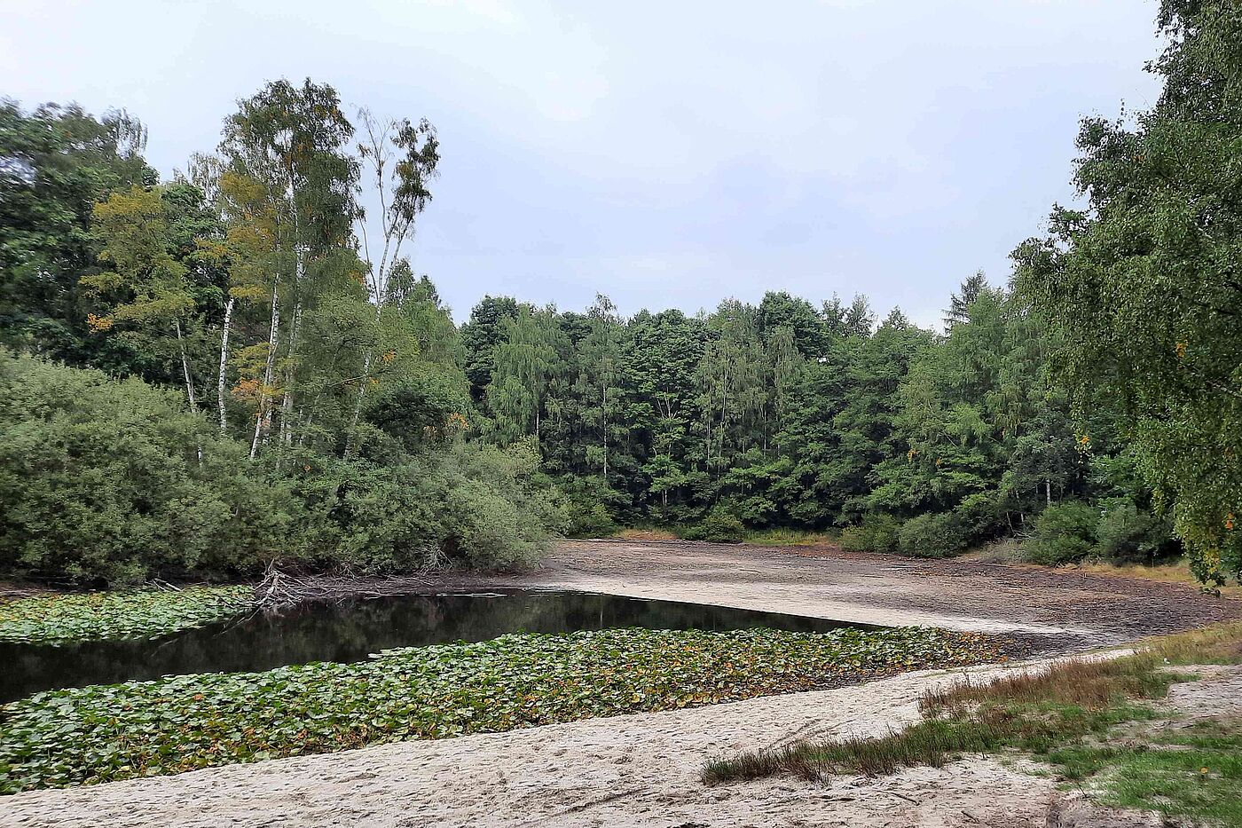 Seerosenteich fast trocken