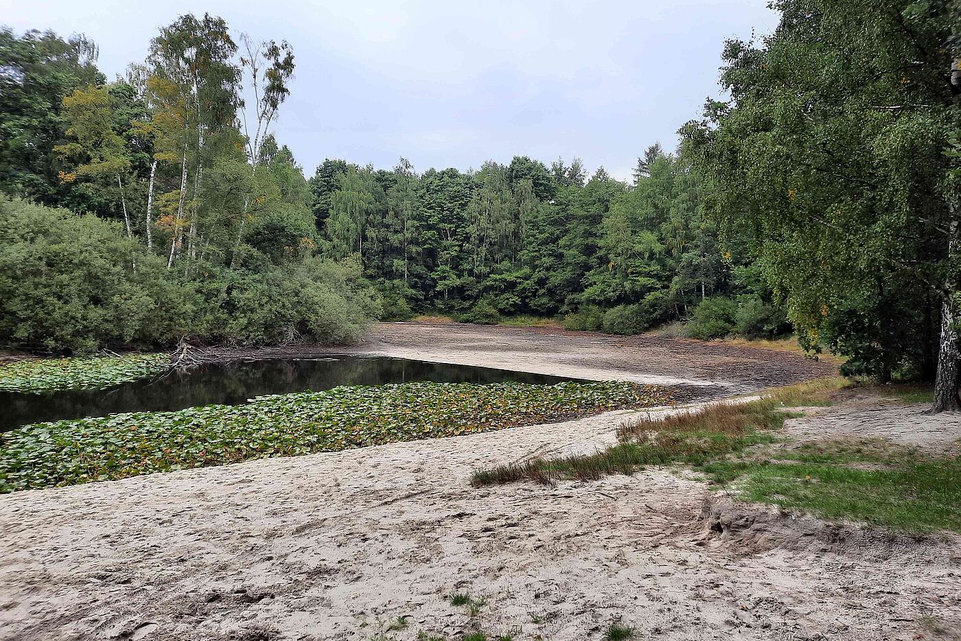 Seerosenteich_trocken 2022