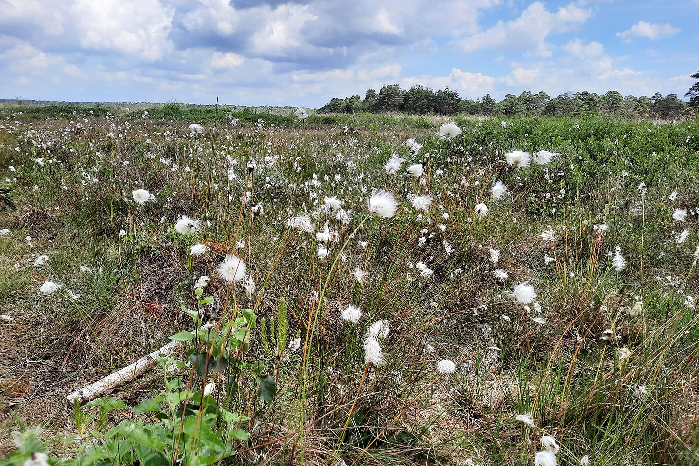 Bissendorfer Moor, Wollgras