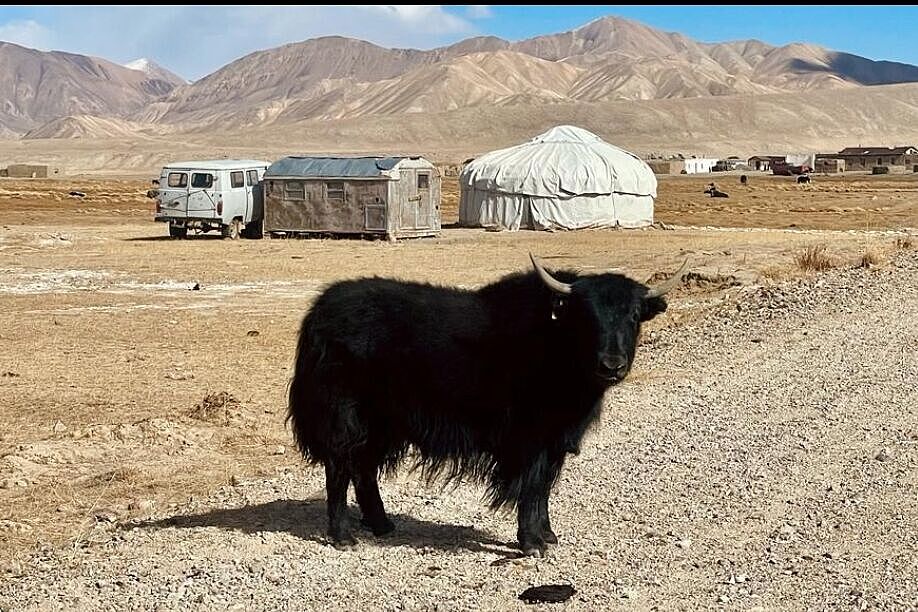 Yak bei Bulunkul