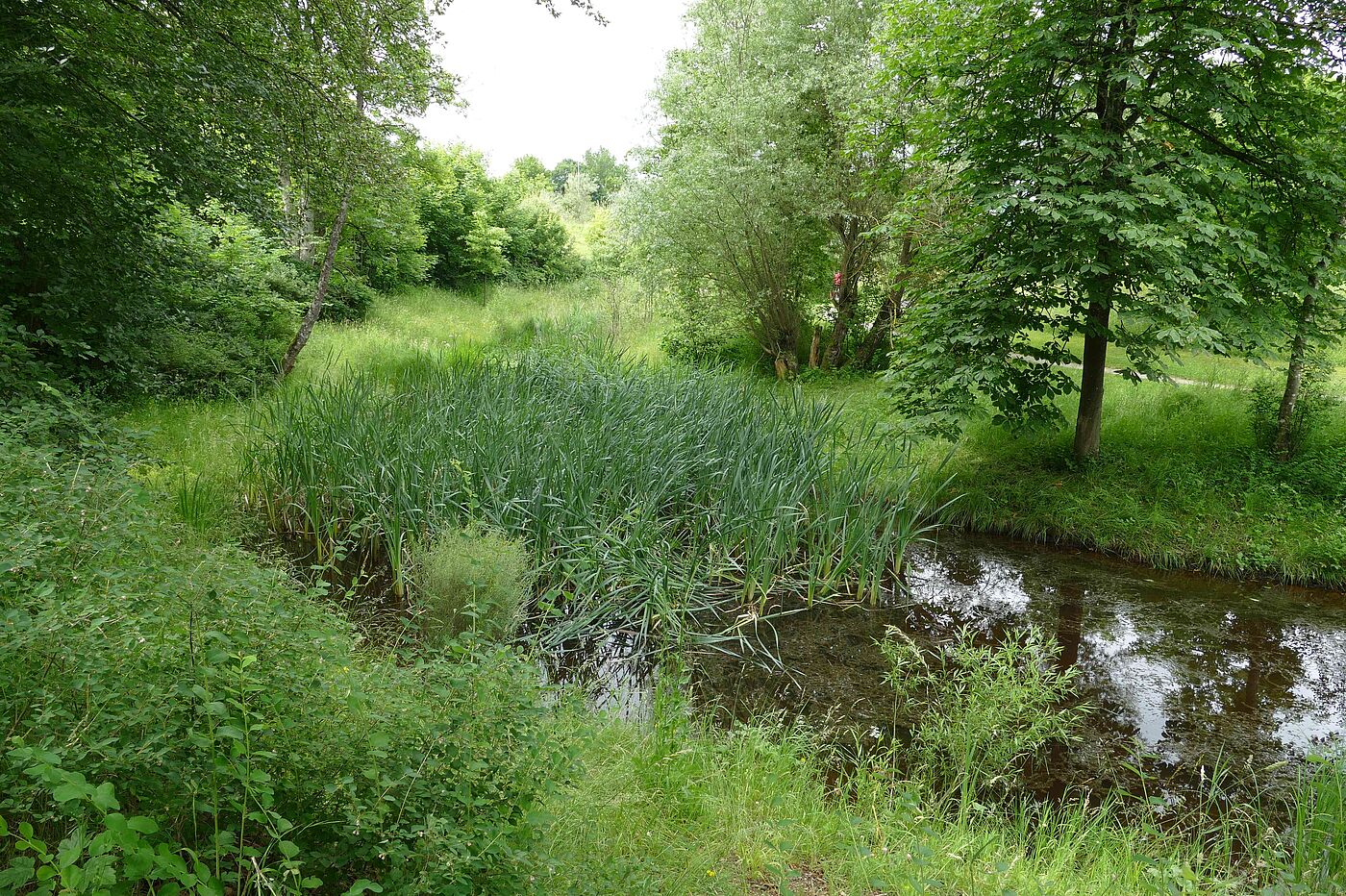 Neckarquelle bei Schwenningen